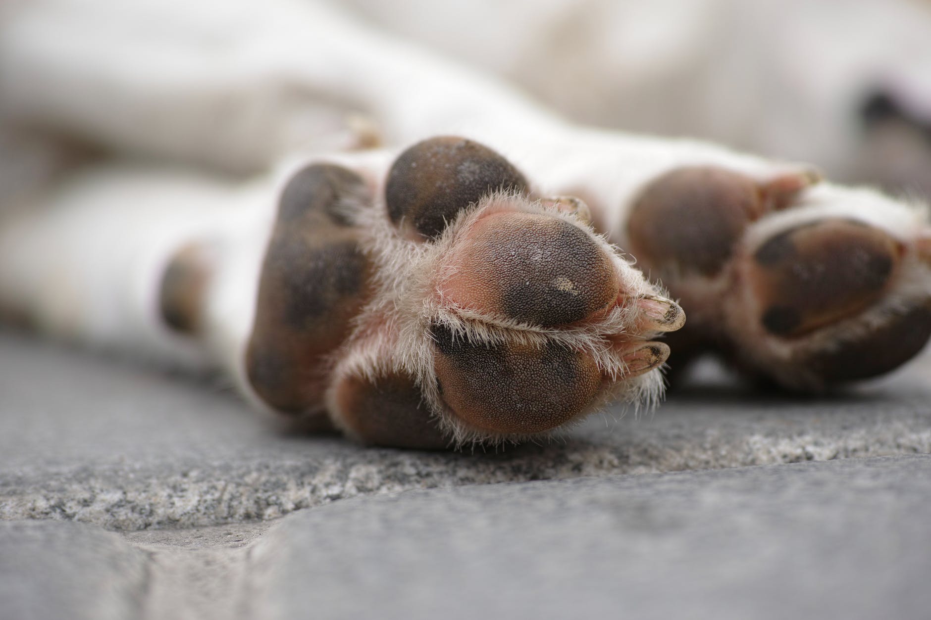 shallow focus photography of white dog s paws